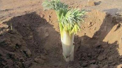 گیاه کما چه خاصیت هایی دارد