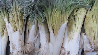 موارد مصرف گیاه کما چیست