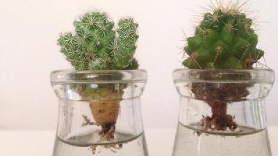روش نگهداری و پرورش کاکتوس در آب چگونه است