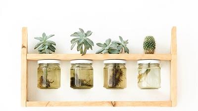 کاکتوس ها را می توانید در آب نگه دارید و پرورش بدهید