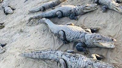 گاندوهای سیستان و بلوچستان معروف هستند