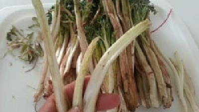 کنگر برای کبد چه خاصیت هایی دارد