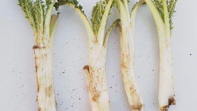 با فواید کنگر کوهی آشنا شوید