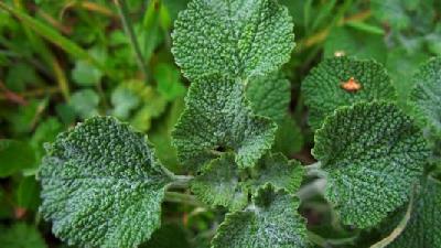 با خاصیت های گیاه فراسیون آشنا شوید