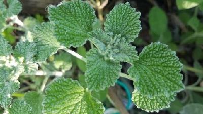 گیاه افنان یا فراسیون را چگونه مصرف کنیم