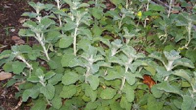 گیاه افنان برای درمان نازایی و تخمک گذاری مفید است