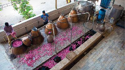 برای دیدن گلاب گیری به کجا سفر کنیم