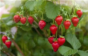 توت فرنگی ویتامین سی دارد