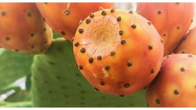 آب کاکتوس چه مضراتی دارد