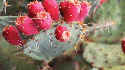 آب کاکتوس برای پوست خوب است