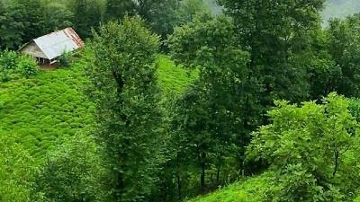 جنگل خرما در استان گیلان واقع شده است