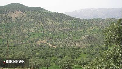 جنگل بلوط استان لرستان بی نظیر است