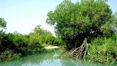 جنگل حرا در قشم بسیار دیدنی است