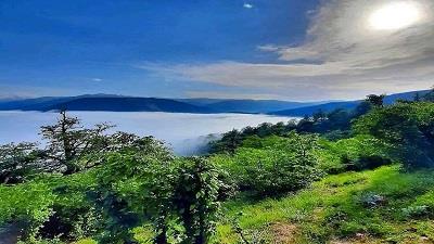 جنگل دالخانی یکی از جاذبه های گردشگری استان مازندران است