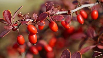 برای لغر شدن زرشک مصرف کنید