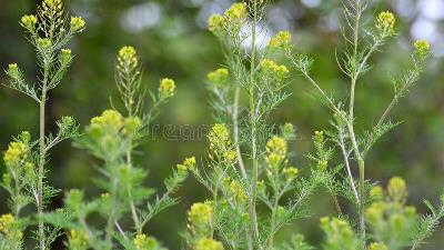 خاکشیر برای درمان و رفع یبوست خوب است