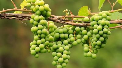 کدام نوع غوره برای آبگیری مناسب تر است