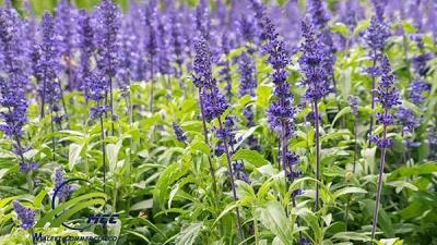 برای درمان مشکلات معده چای مریم گلی بنوشید