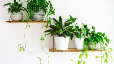 گل و گیاه به منزل شما رنگ می دهد