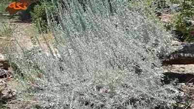 درمنه ضد ریزش مو است