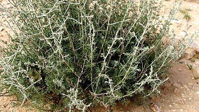 گیاه درمنه برای چی خوب است