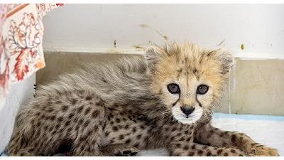 پیروز توله یوز ایرانی عادت های عجیب و غریبی دارد