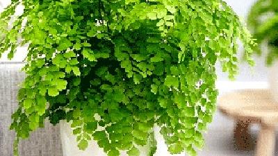 پرسیاوشان برای چی خوب است