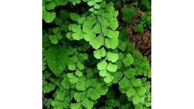 گیاه پرسیاوشان را چگونه مصرف کنیم