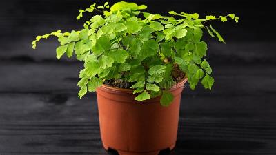 در طب سنتی از گیاه پرسیاوشان چه استفاده هایی می کنند