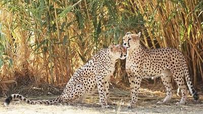 فیروز و ایران دو یوزپلنگ ایرانی با هم جفت گیری کردند