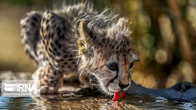 پیروز به پارک پردیسان منتقل شده است