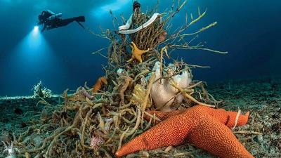 عکس برگزیده مسابقه سالانه حیات وحش