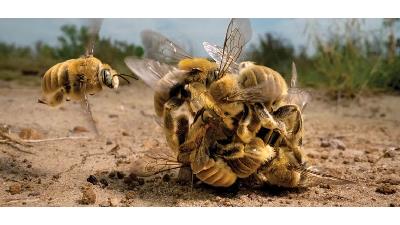 عکس برگزیده مسابقه سالانه حیات وحش