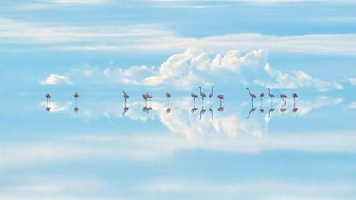 عکس برگزیده مسابقه سالانه حیات وحش