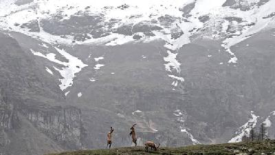 عکس برگزیده مسابقه سالانه حیات وحش