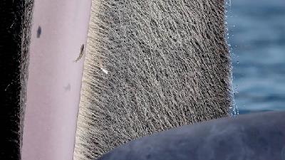 عکس برگزیده مسابقه سالانه حیات وحش