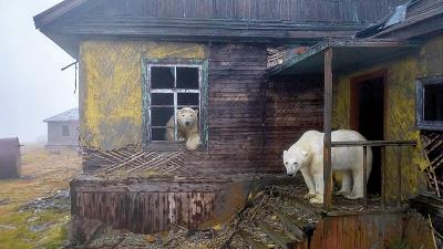 عکس برگزیده مسابقه سالانه حیات وحش