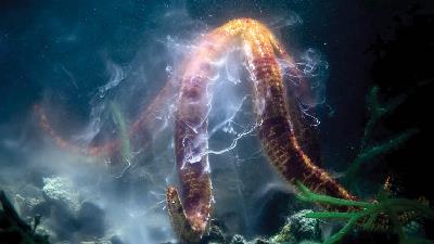 عکس برگزیده مسابقه سالانه حیات وحش