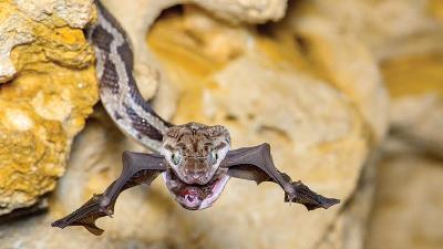 عکس برگزیده مسابقه سالانه حیات وحش