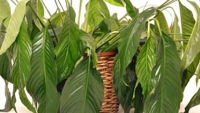 دلیل اصلی خراب و پژمرده شدن گیاهان آپارتمانی چیست