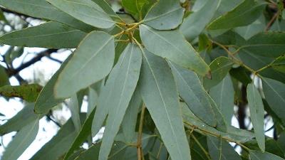 برای مرطوب کردن خانه از اکالیپتوس استفاده کنید