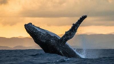 نهنگ ها بر حیات در کره زمین تاثیررگذار هستند