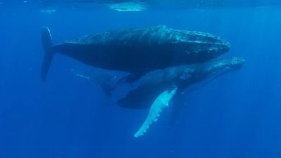 نهنگ ها از عجیب ترین موجودات حیات وحش هستند