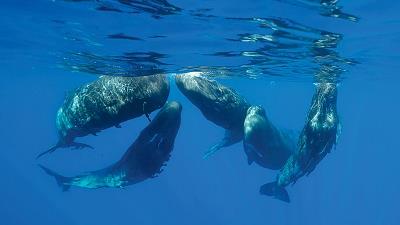 نهنگ ها زندگی اجتماعی دارند