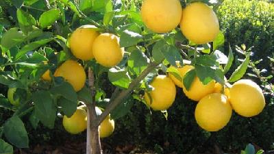 لیمو شیرین غیر از درمان سرماخوردگی برای چه بیماری هایی مفید است