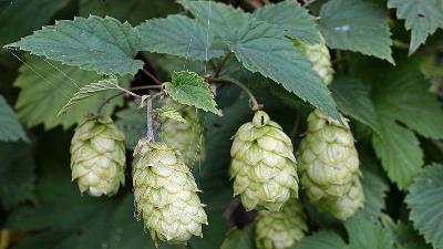 با خواص گیاه رازک آشنا شوید