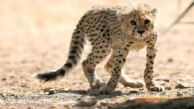 پیروز به حیات وحش بازنمی گردد