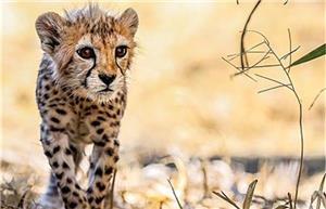 پیروز توله یوز ایرانی به انسان وابسته شده است