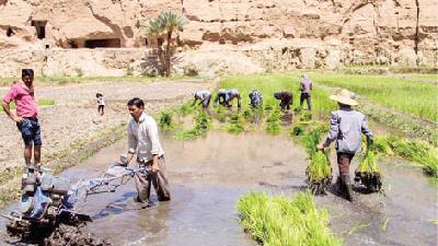 در ازمیغان شالیزارهای زیادی وجود دارد