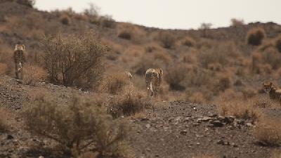 پارک ملی توران زیستگاه یوزپلنگ ایرانی است